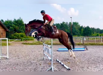 Koń ukraiński, Ogier, 5 lat, 166 cm, Gniada