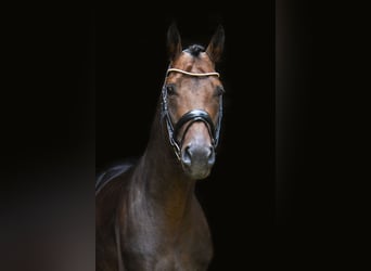 Koń ukraiński, Ogier, 6 lat, 166 cm, Gniada