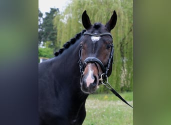 Koń ukraiński, Ogier, 6 lat, 173 cm, Ciemnogniada
