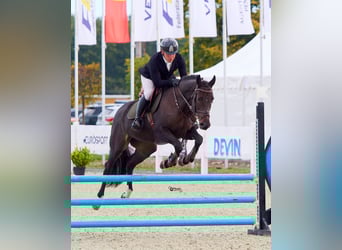 Koń ukraiński, Wałach, 6 lat, 163 cm, Ciemnogniada