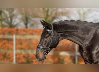 Koń ukraiński, Wałach, 14 lat, 169 cm, Ciemnogniada