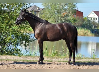 Koń ukraiński, Wałach, 14 lat, 173 cm