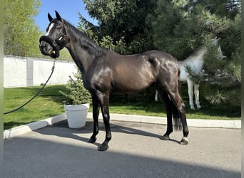 Koń ukraiński, Wałach, 18 lat, 164 cm, Kara