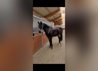 Koń ukraiński Mix, Wałach, 5 lat, 165 cm, Ciemnogniada