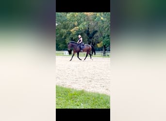 Koń ukraiński Mix, Wałach, 5 lat, 165 cm, Ciemnogniada