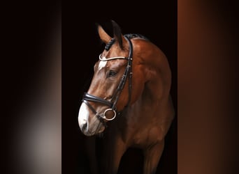 Koń ukraiński, Wałach, 6 lat, 170 cm, Gniada