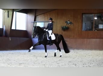 Koń ukraiński, Wałach, 8 lat, 174 cm, Kara