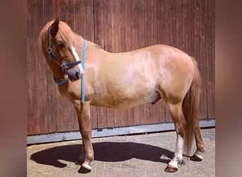 Koń ukraiński, Wałach, 9 lat, 153 cm, Kasztanowata