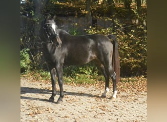 Koń westfalski, Klacz, 10 lat, 139 cm, Ciemnogniada