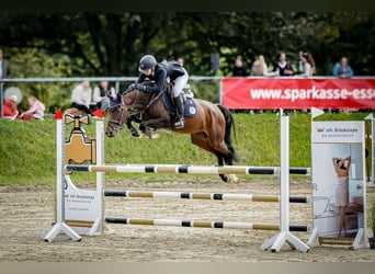 Koń westfalski, Klacz, 10 lat, 156 cm, Ciemnogniada