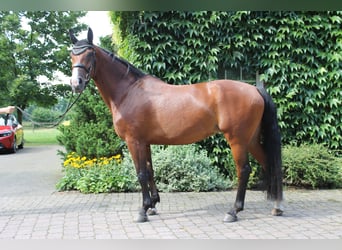 Koń westfalski, Klacz, 10 lat, 165 cm, Gniada