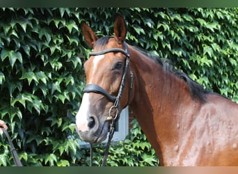 Koń westfalski, Klacz, 10 lat, 165 cm, Gniada