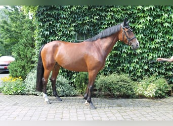 Koń westfalski, Klacz, 10 lat, 165 cm, Gniada