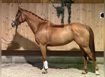 Koń westfalski, Klacz, 10 lat, 165 cm