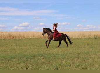 Koń westfalski, Klacz, 10 lat, 165 cm, Skarogniada