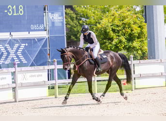 Koń westfalski, Klacz, 10 lat, 166 cm, Ciemnogniada