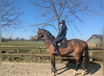 Koń westfalski, Klacz, 10 lat, 166 cm, Gniada