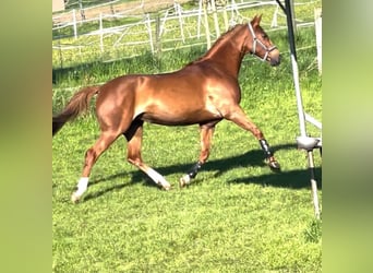 Koń westfalski, Klacz, 10 lat, 167 cm, Kasztanowata