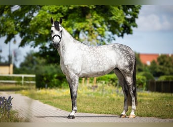 Koń westfalski, Klacz, 10 lat, 167 cm, Siwa jabłkowita