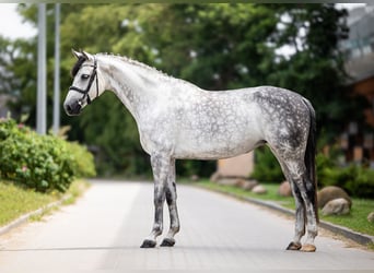 Koń westfalski, Klacz, 10 lat, 167 cm, Siwa jabłkowita