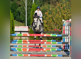 Koń westfalski, Klacz, 10 lat, 167 cm, Siwa jabłkowita