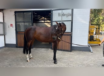 Koń westfalski, Klacz, 10 lat, 168 cm, Gniada