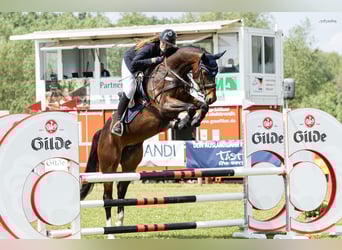 Koń westfalski, Klacz, 10 lat, 168 cm, Gniada