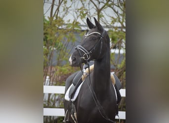 Koń westfalski, Klacz, 10 lat, 168 cm, Kara