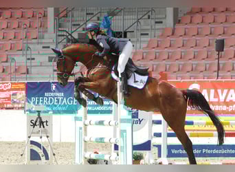 Koń westfalski, Klacz, 10 lat, 169 cm, Gniada