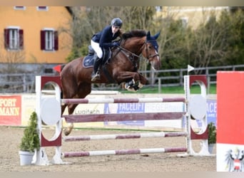 Koń westfalski, Klacz, 10 lat, 170 cm, Ciemnokasztanowata