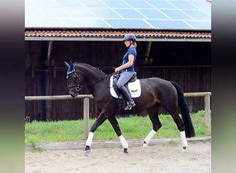 Koń westfalski, Klacz, 10 lat, 170 cm, Kara