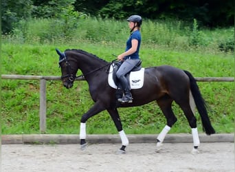 Koń westfalski, Klacz, 10 lat, 170 cm, Kara