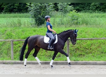 Koń westfalski, Klacz, 10 lat, 170 cm, Kara