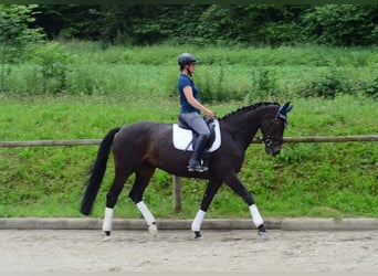 Koń westfalski, Klacz, 10 lat, 170 cm, Kara
