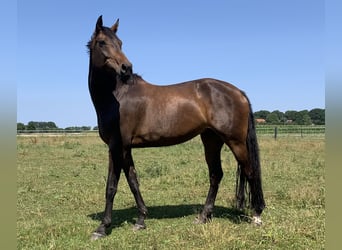 Koń westfalski, Klacz, 10 lat, 172 cm, Gniada