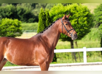 Koń westfalski, Klacz, 10 lat, 173 cm, Gniada
