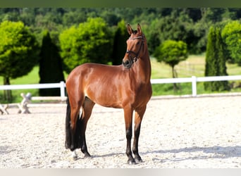 Koń westfalski, Klacz, 10 lat, 173 cm, Gniada