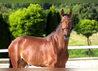 Koń westfalski, Klacz, 10 lat, 173 cm, Gniada
