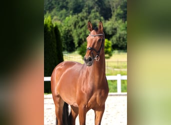 Koń westfalski, Klacz, 10 lat, 173 cm, Gniada