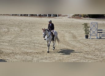 Koń westfalski, Klacz, 10 lat, 176 cm, Siwa