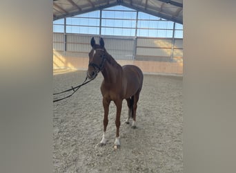 Koń westfalski, Klacz, 11 lat, 160 cm, Kasztanowata