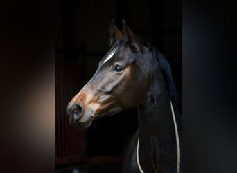 Koń westfalski, Klacz, 11 lat, 162 cm, Ciemnogniada