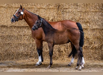 Koń westfalski, Klacz, 11 lat, 163 cm, Gniada