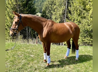 Koń westfalski, Klacz, 11 lat, 163 cm, Kasztanowata