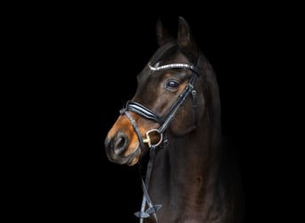 Koń westfalski, Klacz, 11 lat, 165 cm, Ciemnogniada