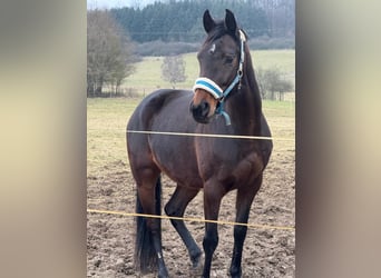 Koń westfalski, Klacz, 11 lat, 166 cm, Ciemnogniada