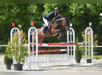 Koń westfalski, Klacz, 11 lat, 167 cm, Gniada