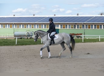 Koń westfalski, Klacz, 11 lat, 169 cm, Siwa