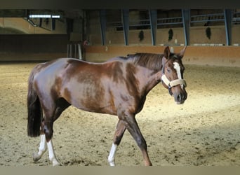 Koń westfalski, Klacz, 11 lat, 170 cm, Ciemnokasztanowata
