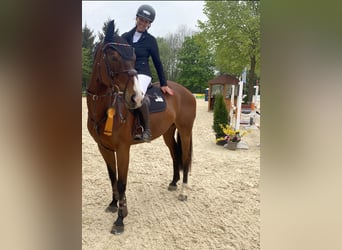 Koń westfalski, Klacz, 11 lat, 170 cm, Gniada